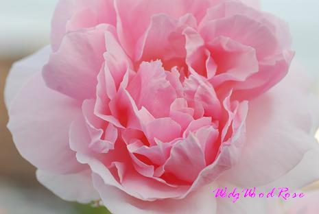 DSC_0020_20120628115504.jpg