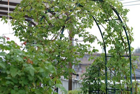 DSC_0171_20110617101529.jpg