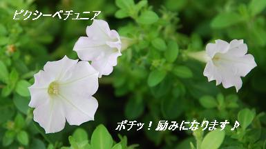 にほんブログ村 花ブログ バラ園芸へ