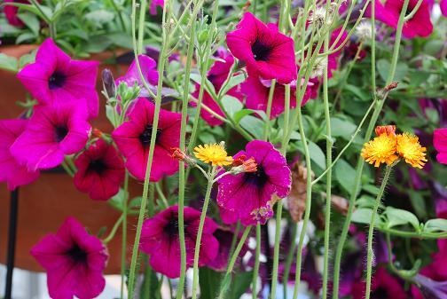 DSC_0073_20120610110635.jpg