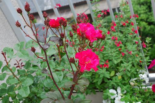 DSC_0033_20120617101349.jpg