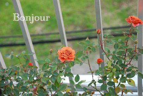 DSC_0007_20121030175708.jpg