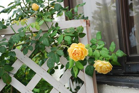 DSC_0135_20130625085526.jpg
