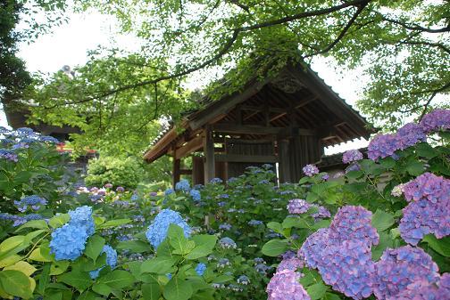 DSC_0036_20110627072717.jpg