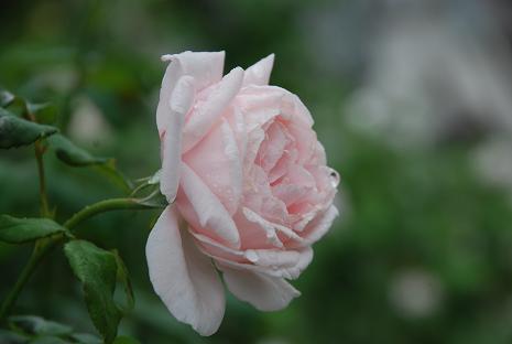 DSC_0020_20120721102804.jpg