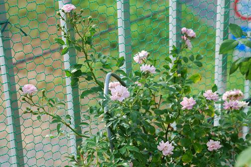 DSC_0011_20120729103520.jpg