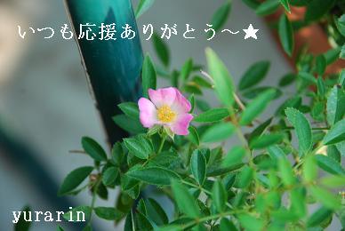 にほんブログ村 花ブログ バラ園芸へ