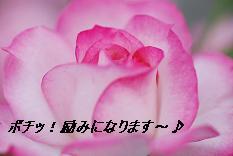 にほんブログ村 花ブログ バラ園芸へ