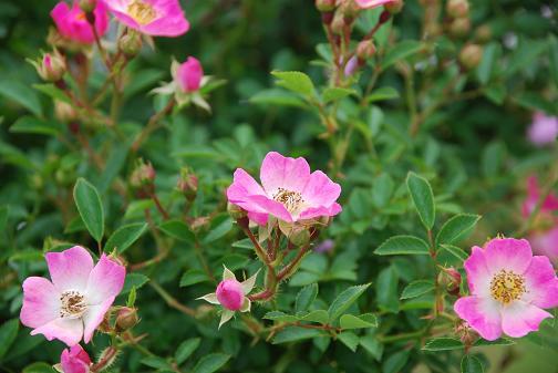 DSC_0045_20120603100800.jpg
