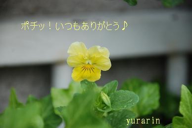 にほんブログ村 花ブログ バラ園芸へ