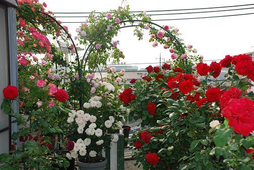 DSC_0023_20120525093746.jpg