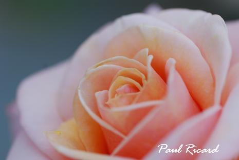 DSC_0039_20120628115503.jpg