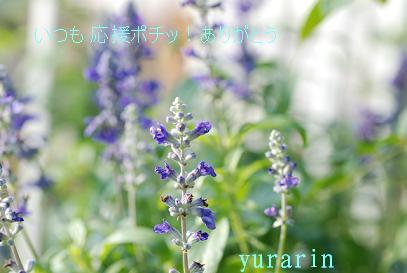 にほんブログ村 花ブログ バラ園芸へ