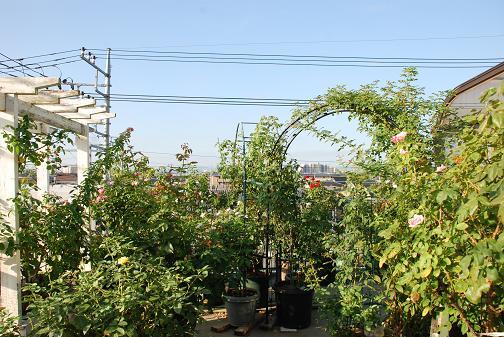 DSC_0016_20120824090758.jpg