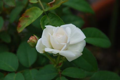 DSC_0206_20130721082053.jpg