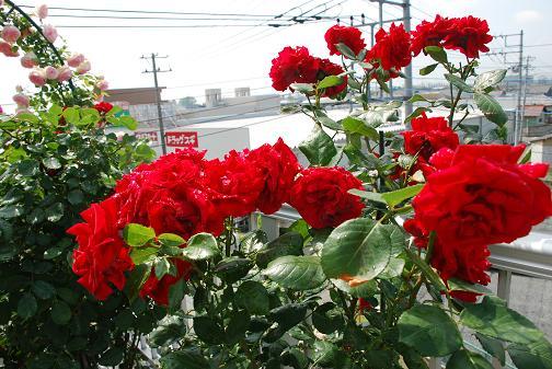 DSC_0023_20120601111057.jpg