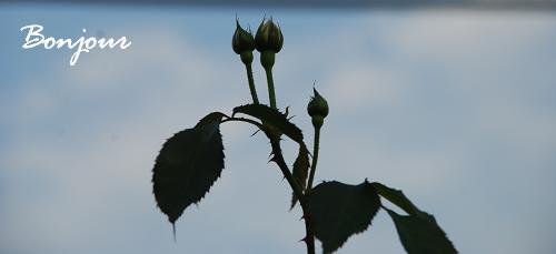 sora_20120618075926.jpg