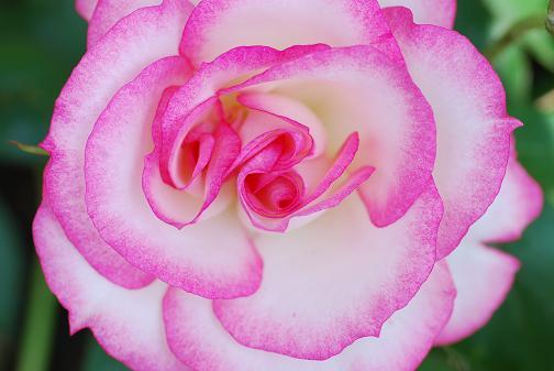 DSC_0043_20120530183555.jpg