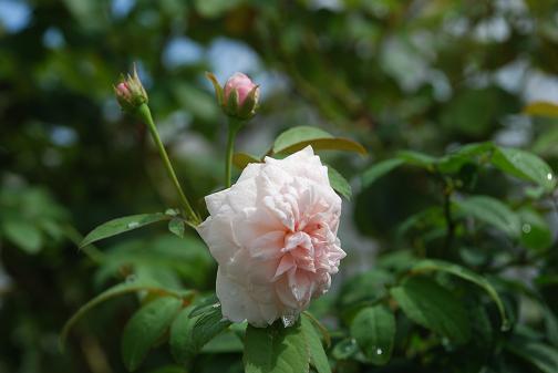 DSC_0008_20130827094948d22.jpg