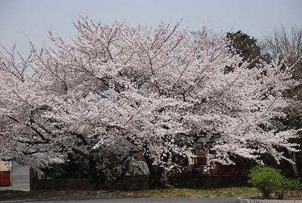DSC_0103_20120411074800.jpg