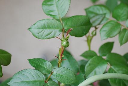 DSC_0002_20120420090217.jpg