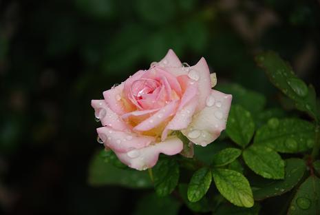 DSC_0474.jpg