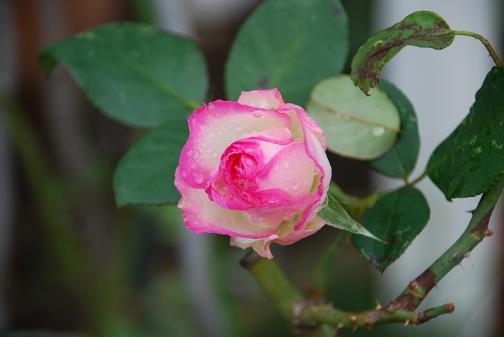 DSC_0151_20111209102405.jpg