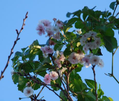 sakura_20111029144512.jpg
