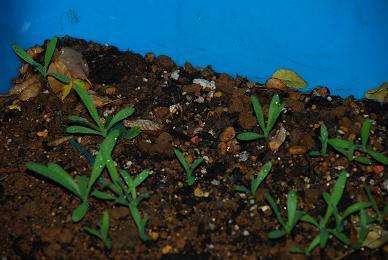DSC_0043_20121023172204.jpg
