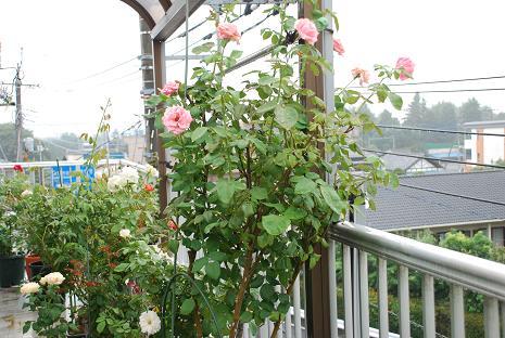 DSC_0010_20110823094233.jpg