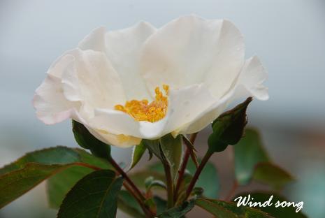 DSC_0025_20120721102906.jpg