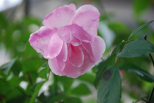 DSC_0154_20111209102436.jpg