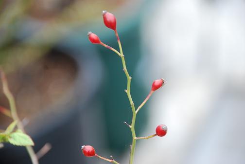 DSC_0121_20111208103611.jpg