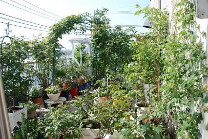 DSC_0054_20120429090522.jpg