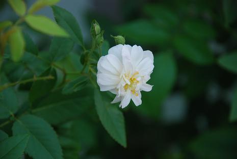 DSC_0037_20120920091847.jpg