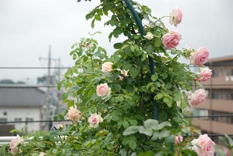 DSC_0008_20120721102804.jpg