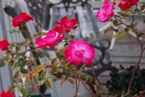 DSC_0209_20111217174209.jpg