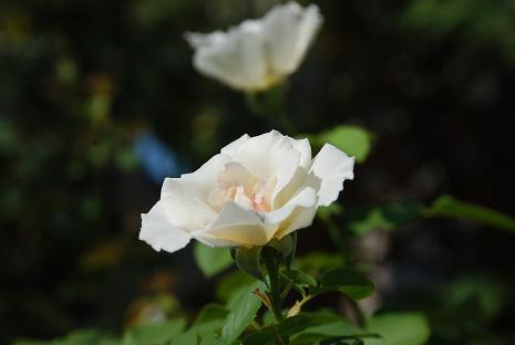 DSC_0002_20120827092906.jpg