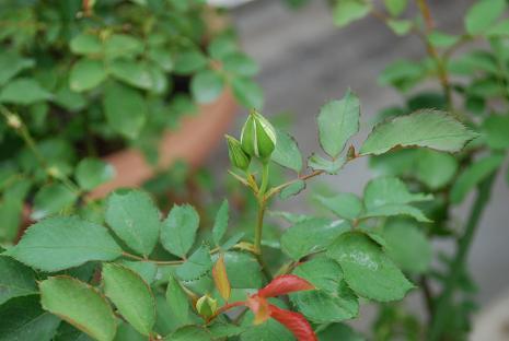DSC_0141_20110702075647.jpg