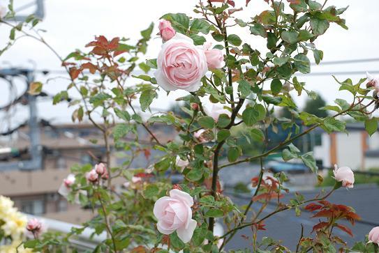 DSC_0034_20130519175036.jpg