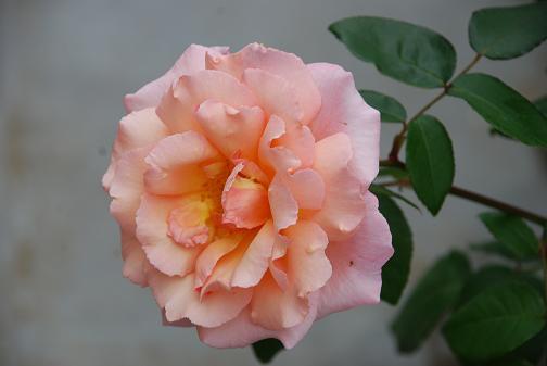 DSC_0061_20120621115419.jpg