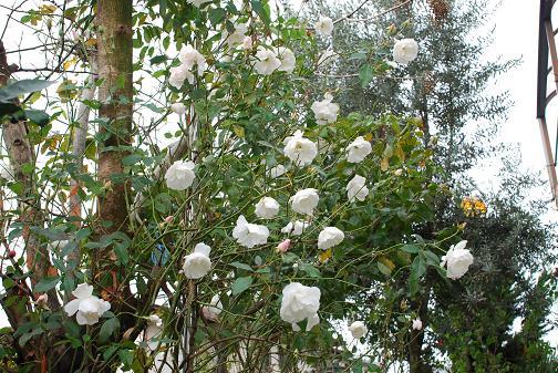 DSC_0139_20111209102405.jpg