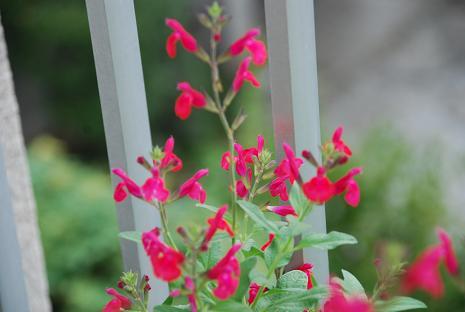 DSC_0008_20120922112706.jpg