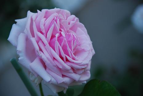 DSC_0005_20120627100333.jpg