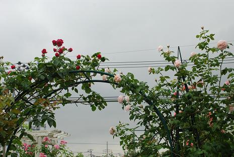 DSC_0004_20120721102804.jpg