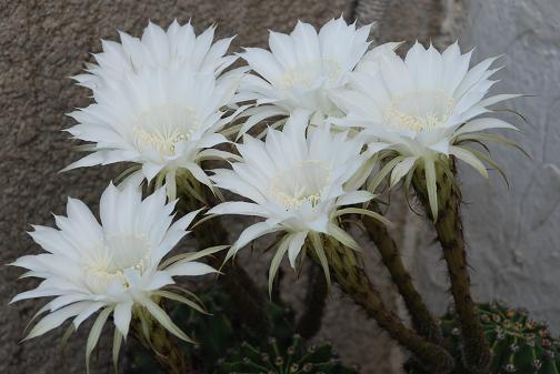 DSC_0034_20120603100600.jpg