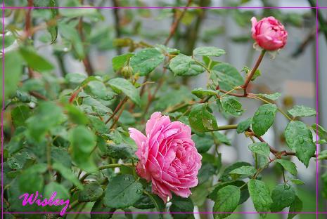 DSC_0126_20130625085456.jpg