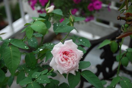 DSC_0018_20120919204923.jpg