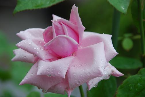DSC_0024_20120617101256.jpg