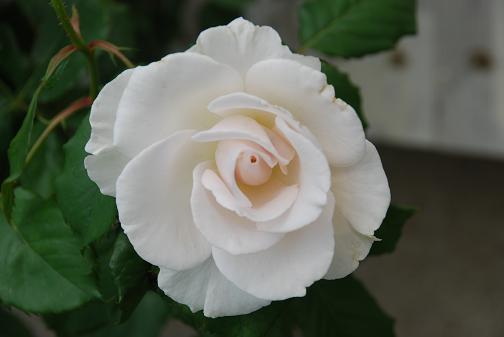 DSC_0065_20120610110536.jpg